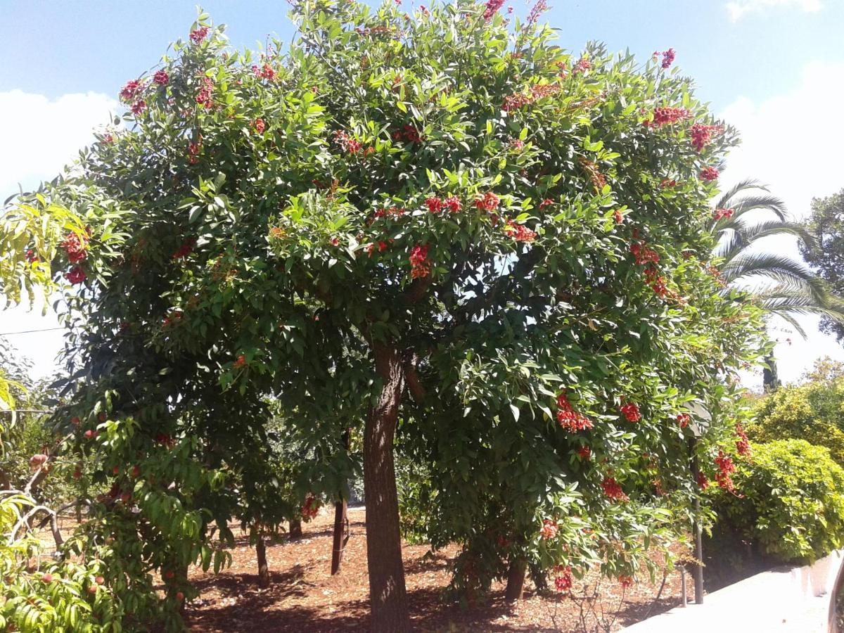 مونوبولي B&B Bell'Aria المظهر الخارجي الصورة